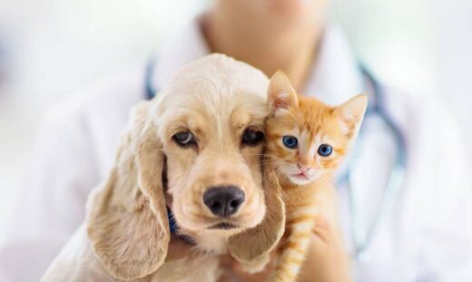 Assurance&#x20;sant&#x00E9;&#x20;animaux&#x20;&#x00E0;&#x20;Nice&#x20;&#x3A;&#x20;Prot&#x00E9;gez&#x20;vos&#x20;chiens&#x20;et&#x20;chats
