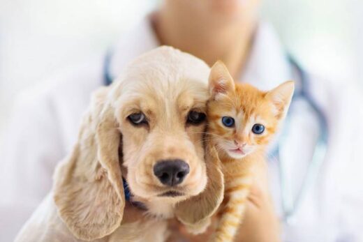 Assurance santé chien et chat pour votre animal de compagnie à Nice (06), près de Cagnes sur Mer