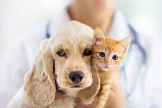 assurance santé animaux